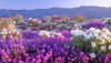 /assets/news/2016_03/beautiful_desert_flowers.jpg