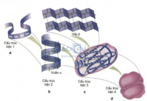 /assets/news/2020_05/cau-truc-bac-protein.jpg