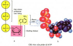 /assets/news/2020_05/cau-truc-phan-tu-atp.jpg