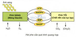 /assets/news/2020_05/hai-pha-cua-qua-trinh-quang-hop.jpg