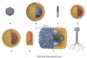 /assets/news/2020_05/hinh-thai-cua-mot-so-loai-virut.jpg