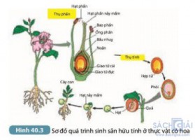 Giải SGK Khoa học 7 sách Kết nối tri thức, bài 40: Sinh sản hữu tính ở sinh vật