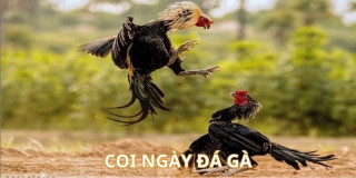 /assets/news/2024_06/coi-ngay-da-ga-1.jpg