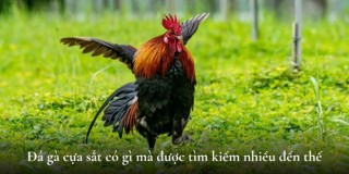 Top Các Trường Đá Gà C2 Nổi Tiếng Tại Đông Nam Á 2025