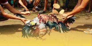 ALO789 đấu trường đá gà xanh chín thu hút hội viên mỗi ngày