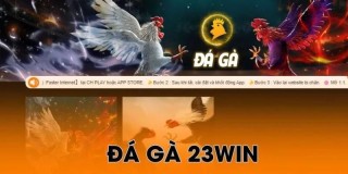 Đá gà 23win kèo cược minh bạch rõ ràng cho tân thủ