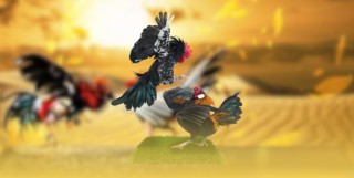 Đá gà ALO789 Nơi Trải nghiệm chiến kê cựa sắt đỉnh cao