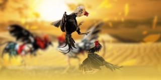 GA6789 - Hành Trình Khám Phá Đá Gà Philippines Thời Đại Mới