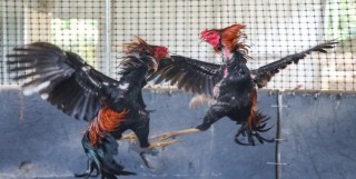 Đá Gà Thienhabet - Kinh Nghiệm Theo Dõi Đá Gà Hiệu Quả Nhất