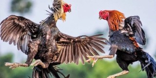 Đá Gà Mỹ BJ88 - Khám Phá Các Dòng Chiến Kê Kinh Điển