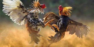 Luật Chơi Chọi Gà Ảo Chuẩn Xác Giúp Nhập Cuộc Dễ Dàng