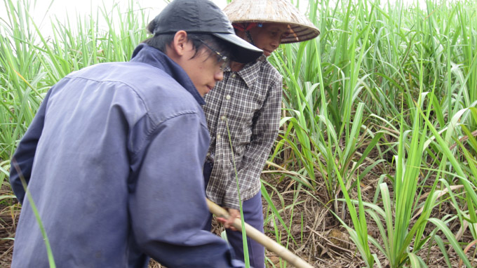 Cường cùng mẹ cuốc cỏ mía thuê - Ảnh: Mai Hiền