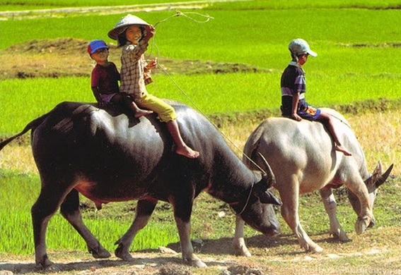 Thầy ơi, con trâu màu gì?