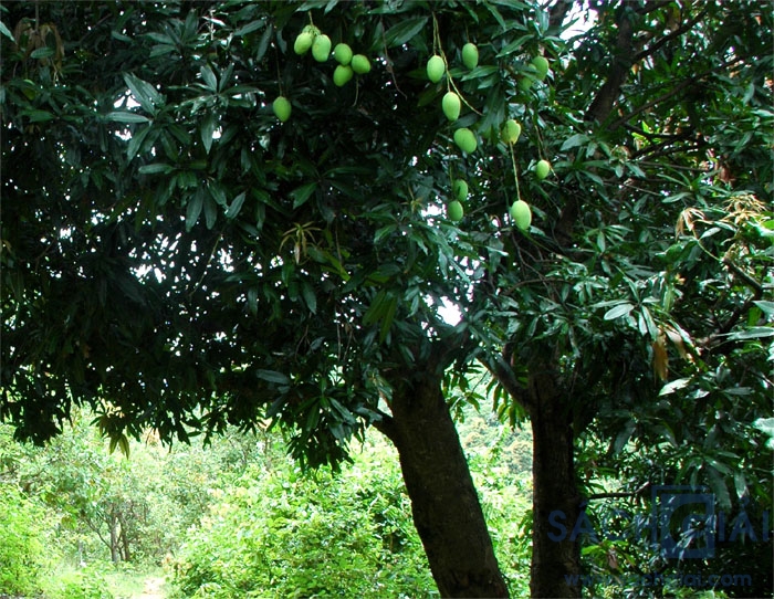 Cây xoài nhà em