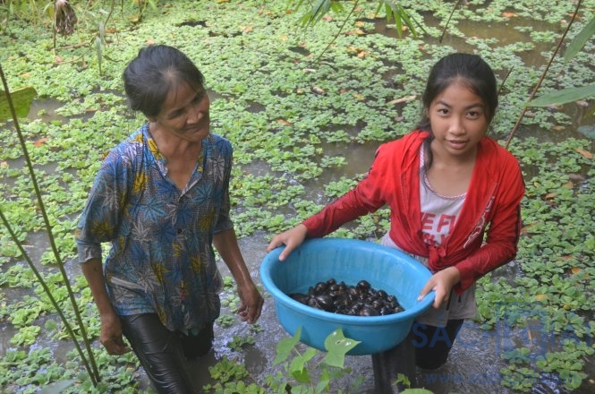 Sau mấy giờ đầm mình dưới nước, hai mẹ con Tuyền bắt được gần 2kg ốc - Ảnh: MINH TÂM