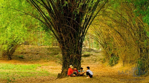 Thuyết minh về cây tre Việt Nam Những bài văn hay VanHayNet