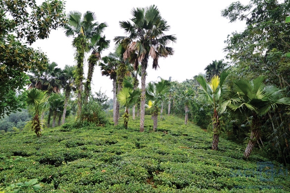 Hãy thuyết minh về một loại cây của quê hương em (Cây cọ)