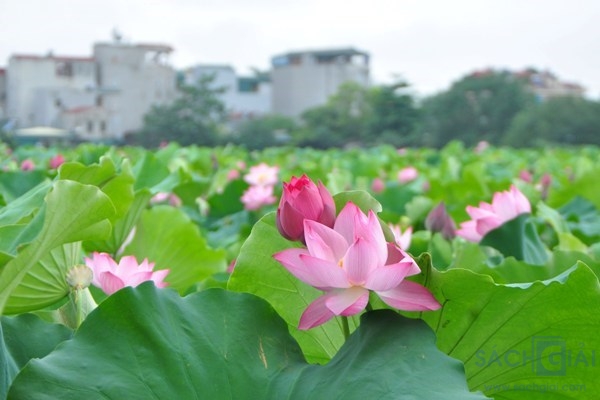 Mùa sen của mẹ tôi