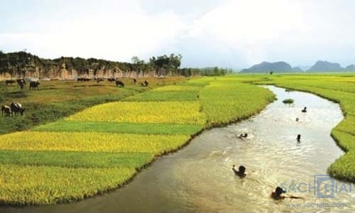 Những cánh đồng lúa ở Tịnh Biên rực rỡ sắc màu
