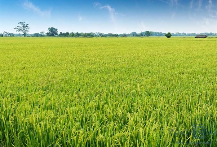 Giới thiệu hình ảnh cánh đồng lúa quê hương - Sách Giải