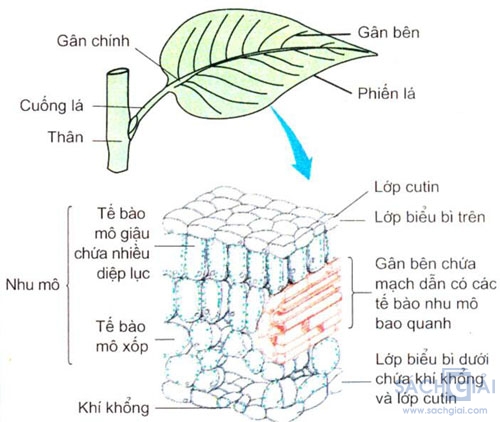 cau tao giai phau cua la