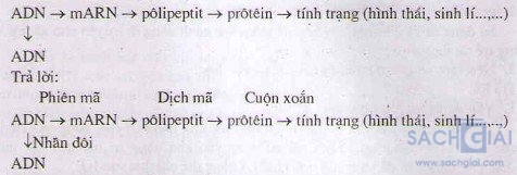 Bài tập Sgk môn Sinh học lớp 12