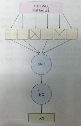 Giải bài tập SGK Công nghệ lớp 10 bài 3 + 4: Sản xuất giống cây trồng