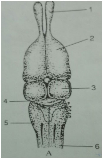 Đề kiểm tra Sinh học 7