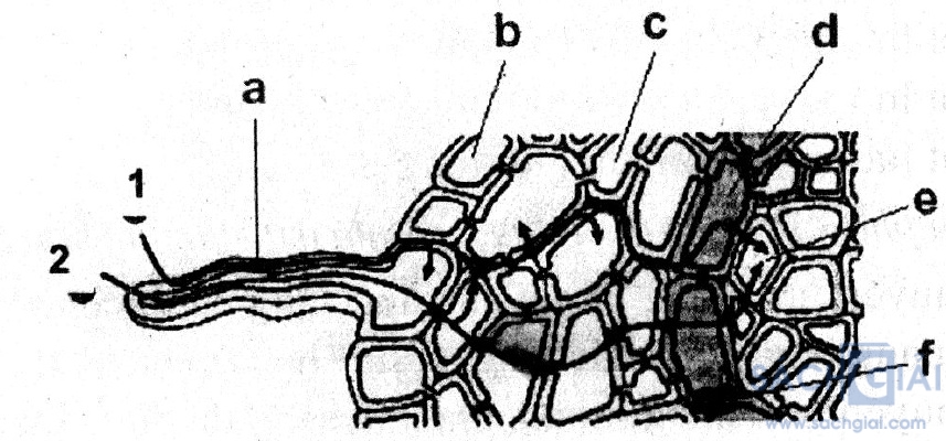 bai5b