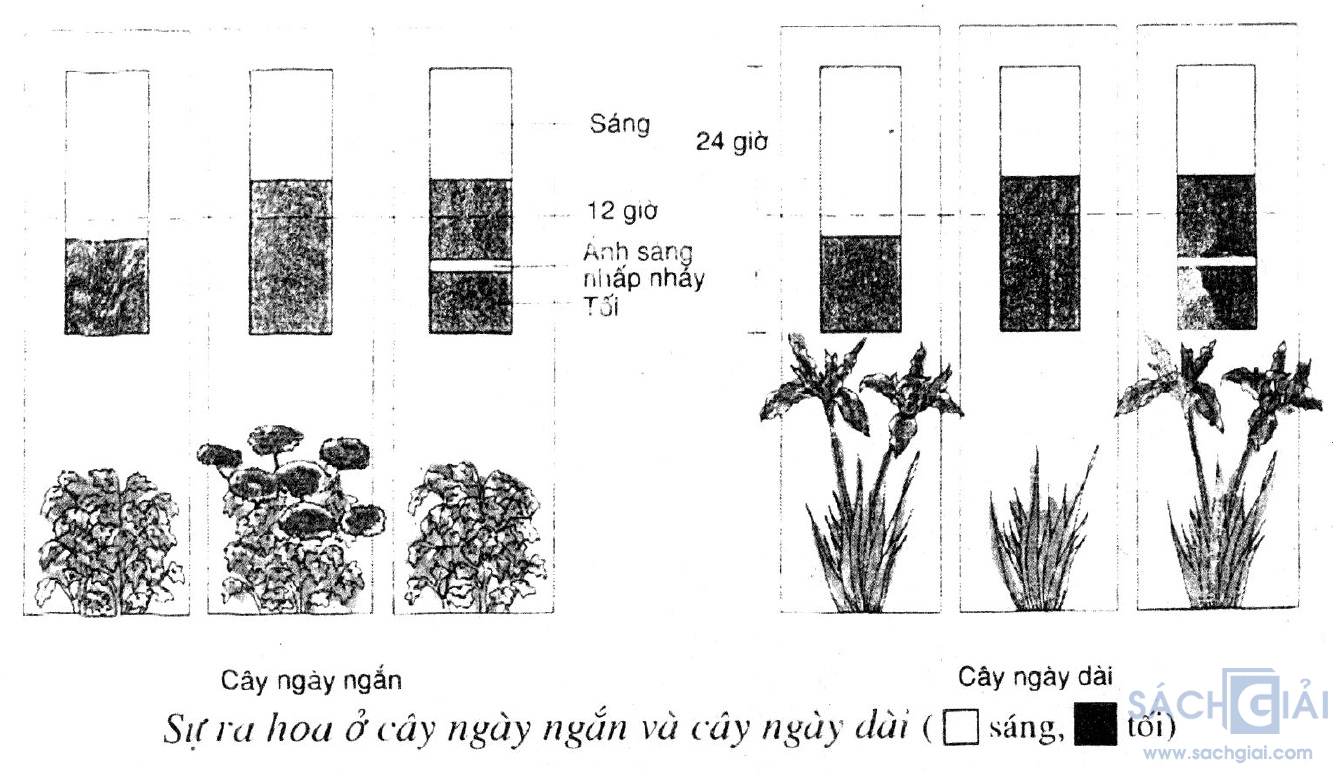 bai8g