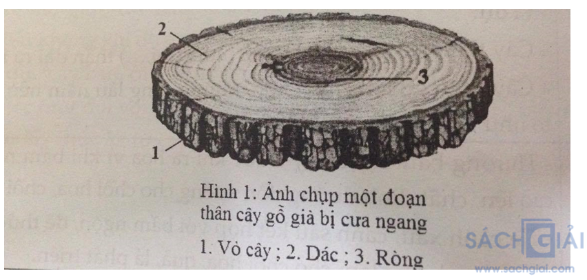 Đề kiểm tra Sinh học 6 có đáp án