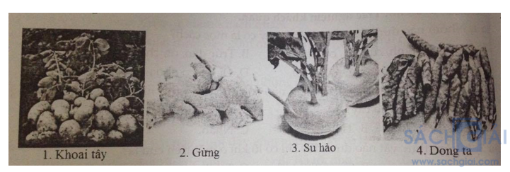 Đề kiểm tra Sinh học 6 có đáp án