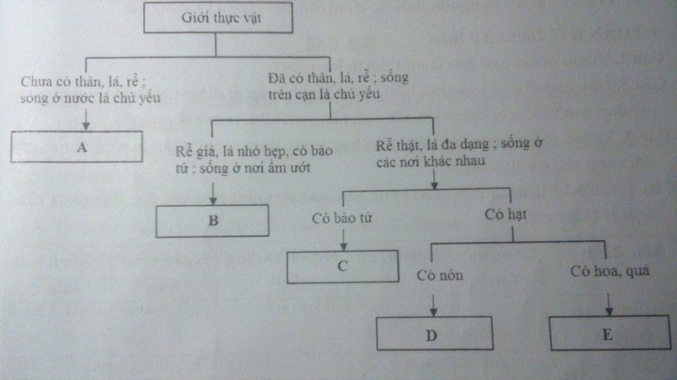 Đề kiểm tra Sinh học 6 có đáp án