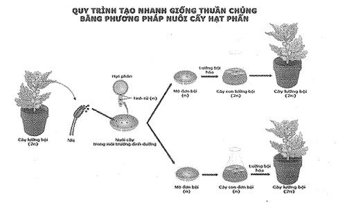 quy trin tao giong thuan chung