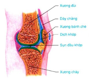 cau tao khop dong