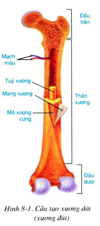 cau tao xuong dui