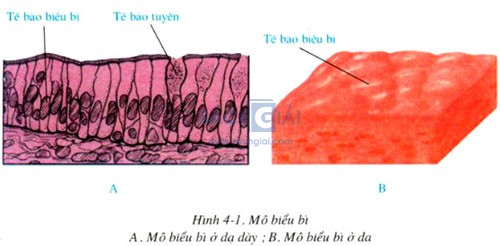 mo bieu bi