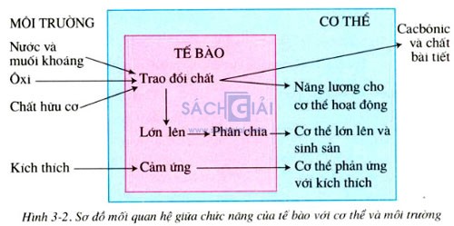 moi quan he giua chuc nang cua te bao