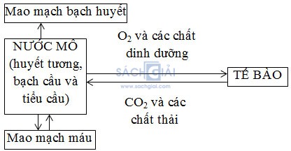 moi truong trong co the