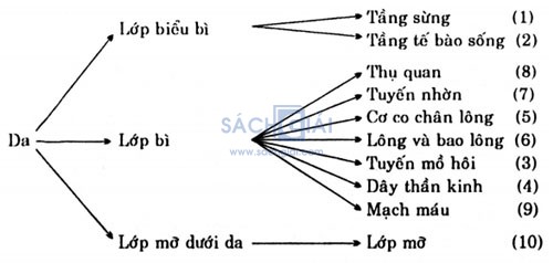 cac bo phan cua da