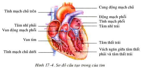 so do cau tao trong cua tim