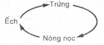 sơ đồ chu trình sinh sản của ếch