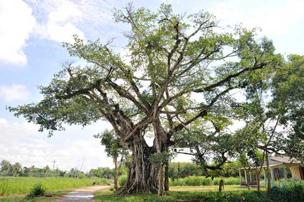 Tả cây đa làng em - Sách Giải