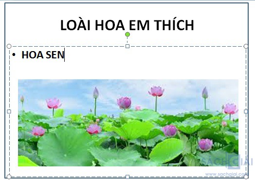 hoa sen