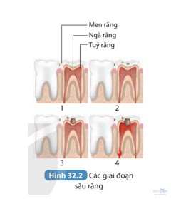 giai khtn 8 sach ket noi bai 32 3