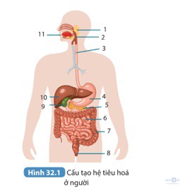 giai khtn 8 sach ket noi bai 32