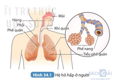 giai khtn 8 sach ket noi bai 34 1