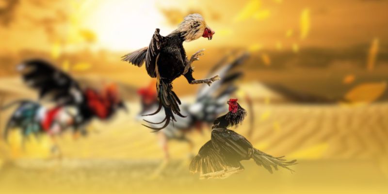 GA6789 - Hành Trình Khám Phá Đá Gà Philippines Thời Đại Mới